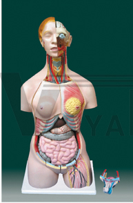 The model of dual-sex torso